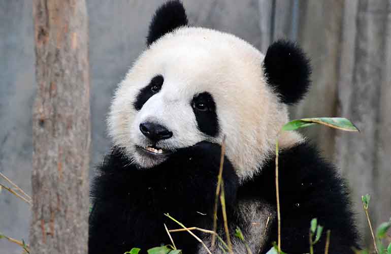 Incredible animal facts you probably didn’t know before (part 3)