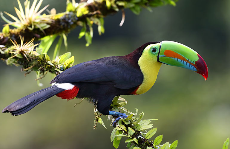 Toucan