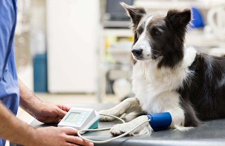 You take your dog for regular veterinary check-ups