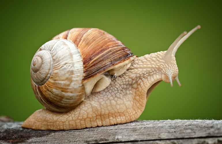 Snails