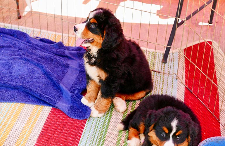You rescued your dog or bought it from a reputable breeder