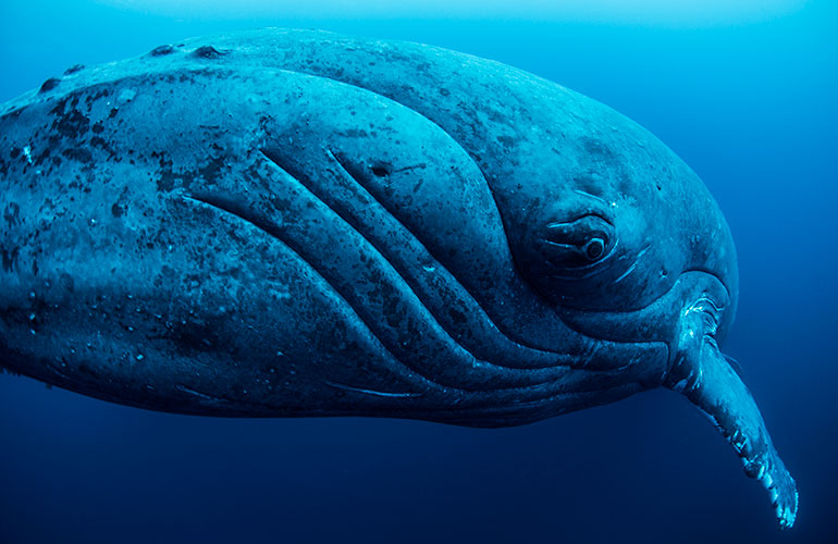 Narwhals 