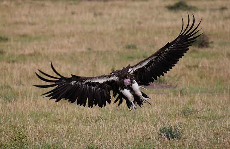 Vultures