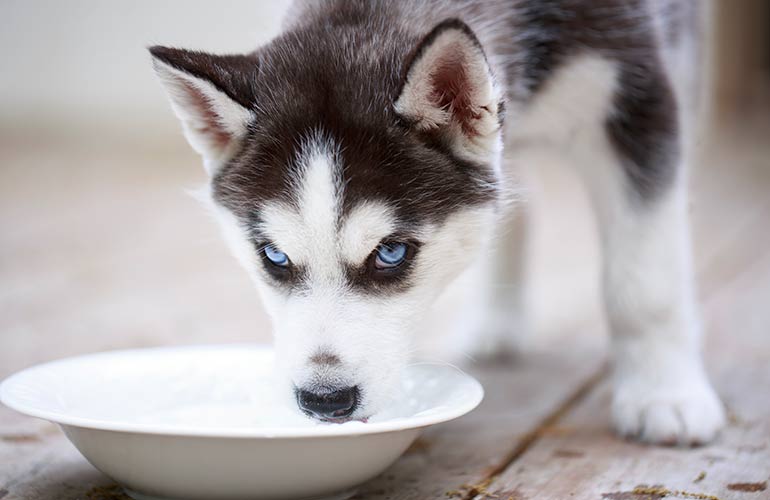 You wash out the water bowl
