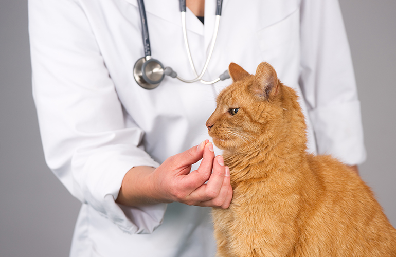 Every time we help a pet, we help a person