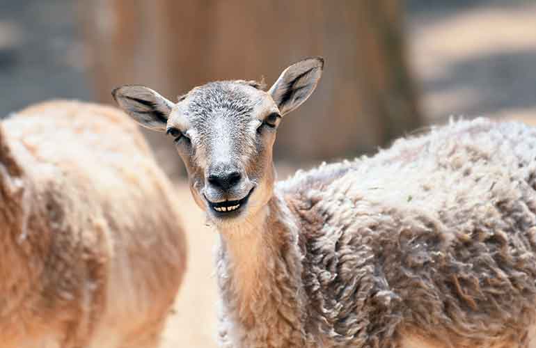 Goats