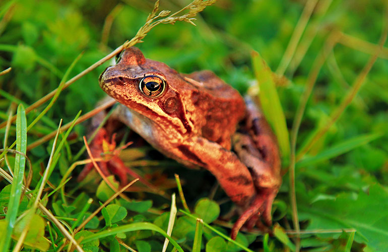 Frogs