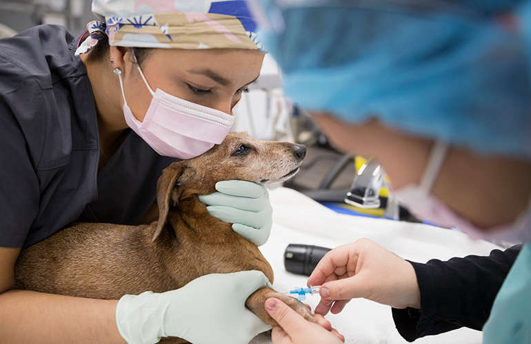 New staff or training students sometimes practice injections or catheter placements on your pet