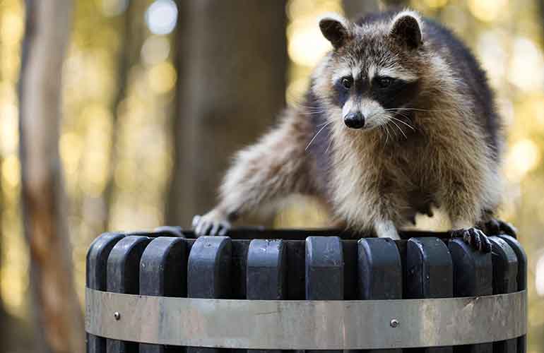 Raccoons