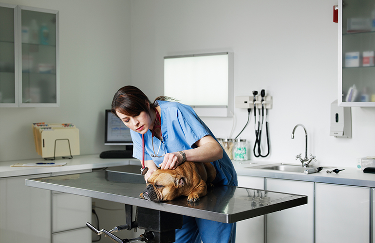 I’ll let you in on the secret of no-kill shelters…