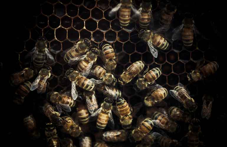 Honeybees