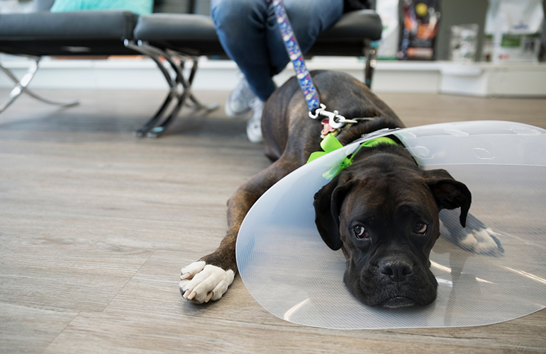 We rarely can help with behavioural issues