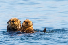 Incredible Animal Facts You Probably Didn’t Know