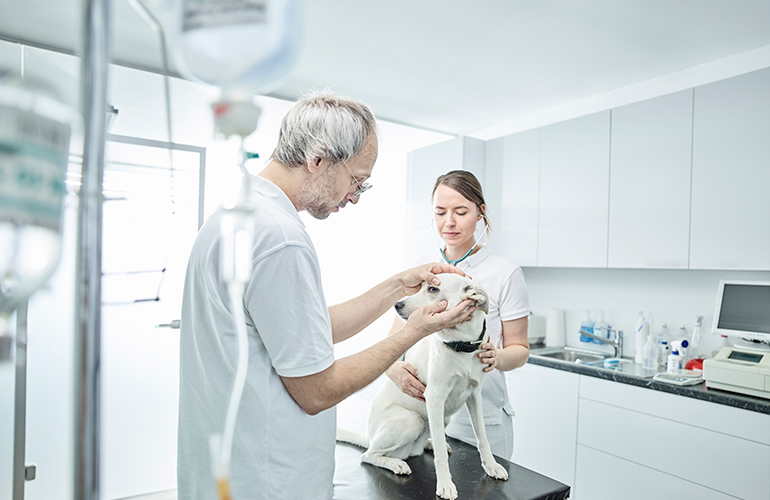 No regulation says vets have to check certain lists before they euthanise an animal