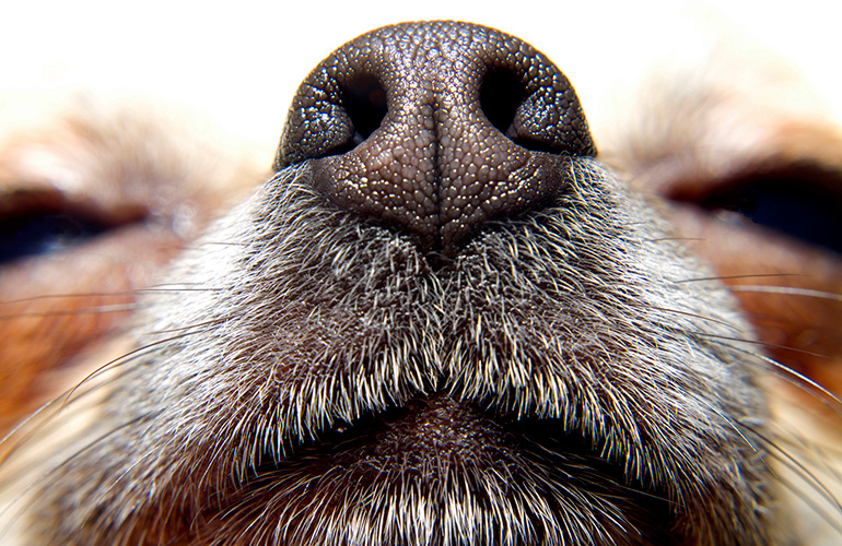 Don’t judge your dog’s health by his nose