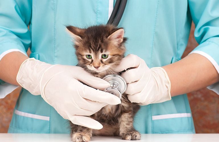 The biggest mistake pet owners make is calling the vet too late