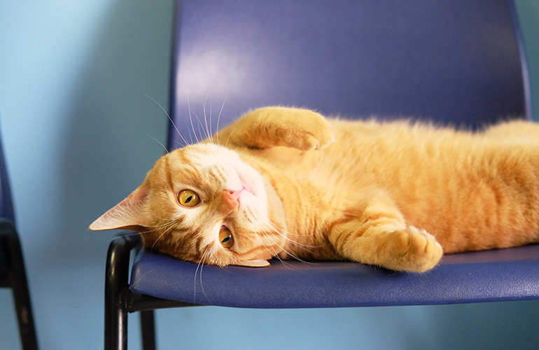If your animal is really sick, it’s better to bring him in during the morning