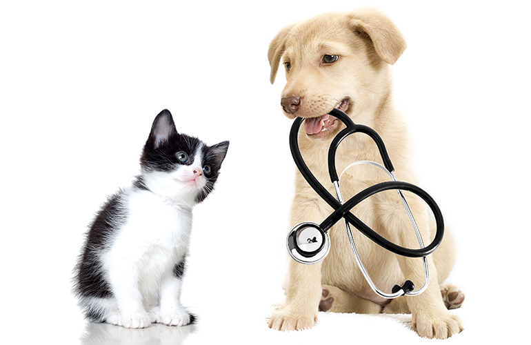 Invest in pet insurance