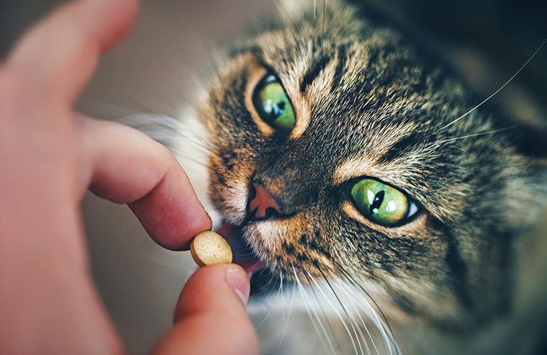 Don’t ever share your medicines with your pets