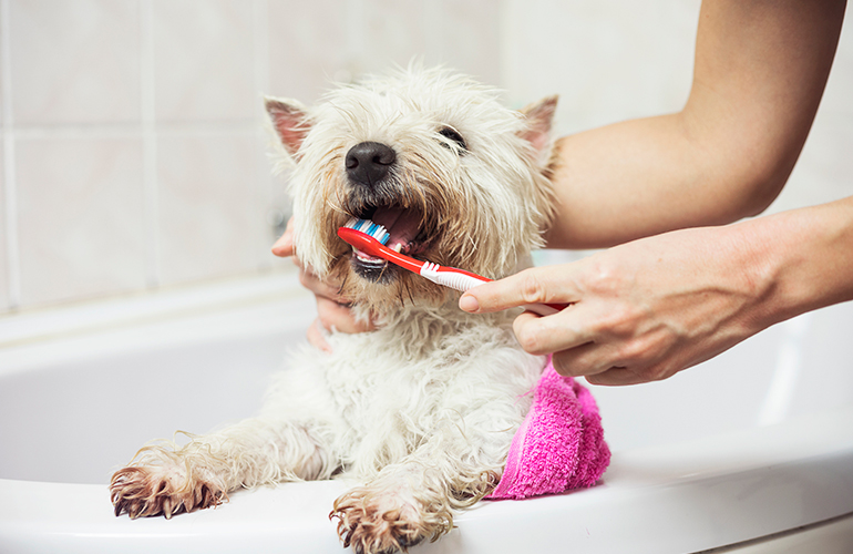 Brush your pet’s teeth