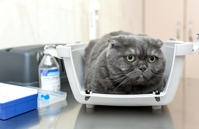 Take your cat to the vet in a plastic cat carrier with a removable top