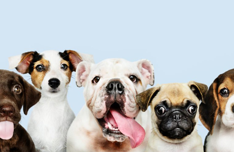No dog is 100 percent hypoallergenic