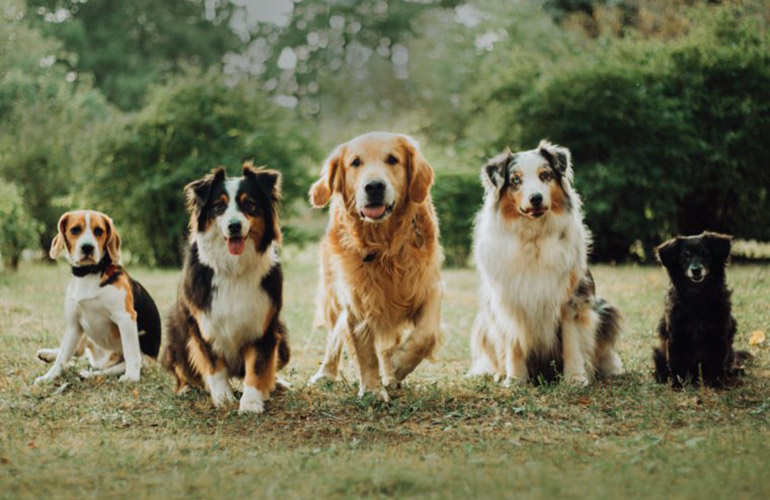 What makes a dog less allergenic?