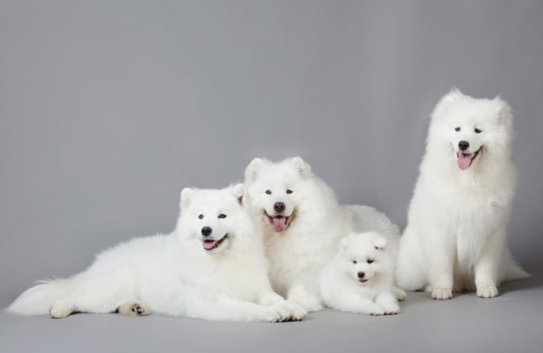 Opt for a purebred pup