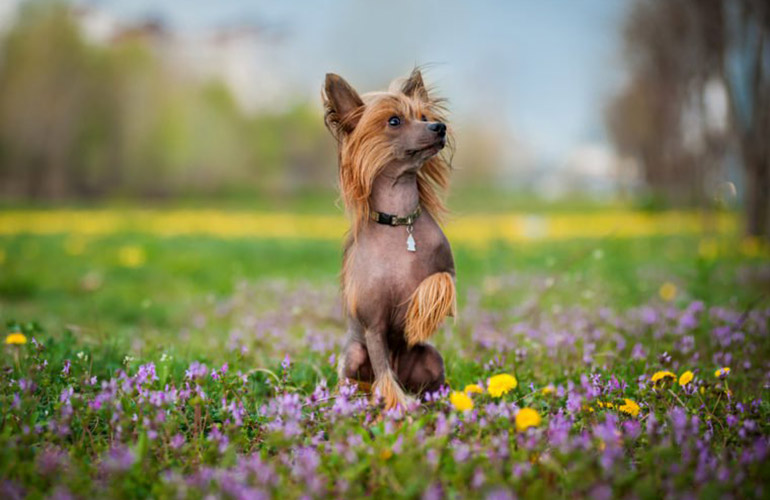 Chinese Crested