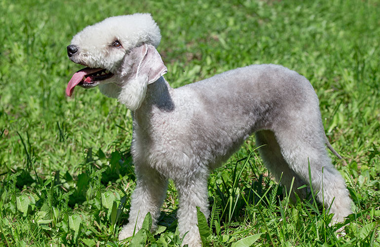 Bedlington terrier