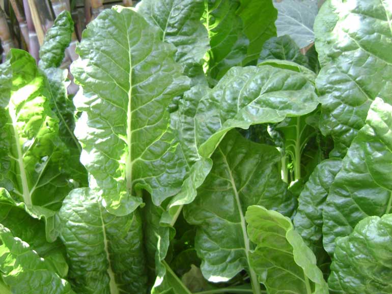 Leafy greens