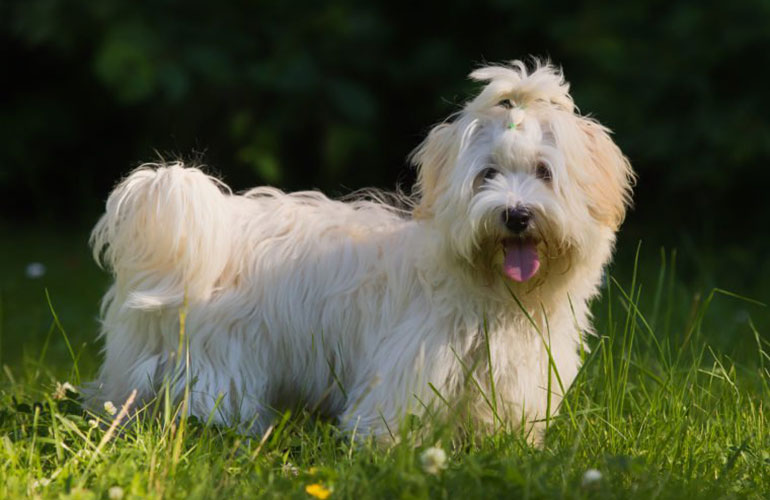 Havanese