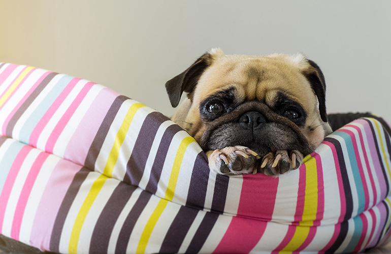 Pet beds