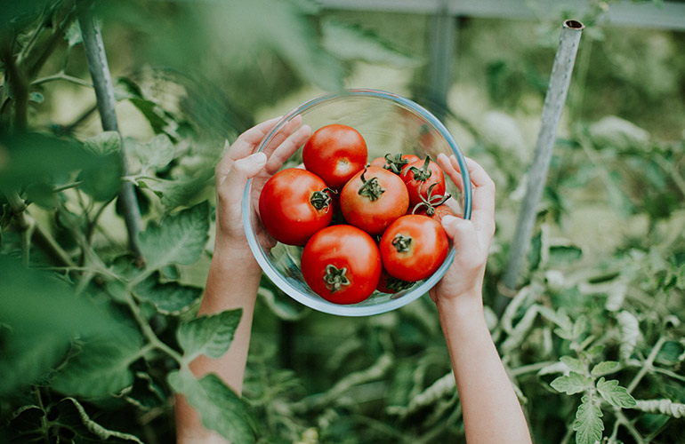 Tomatoes