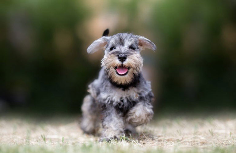 Schnauzer