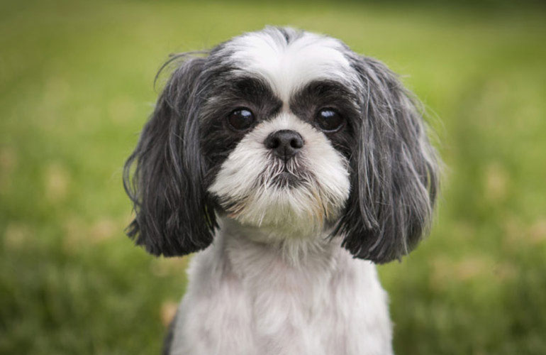 Shih Tzu