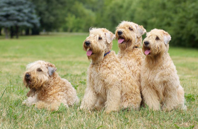 Soft Coated Wheaten Terrier