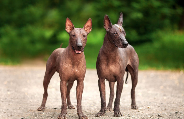 Xoloitzcuintli
