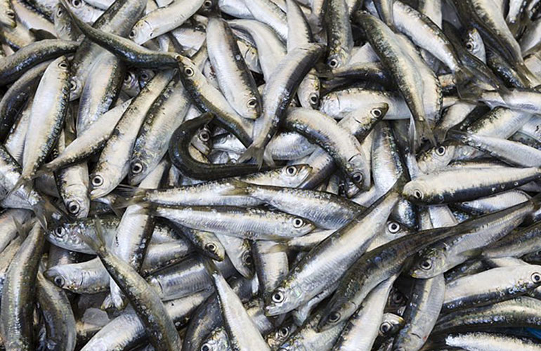 Sardines