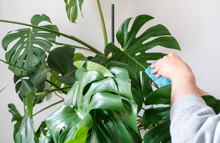 Clean houseplants
