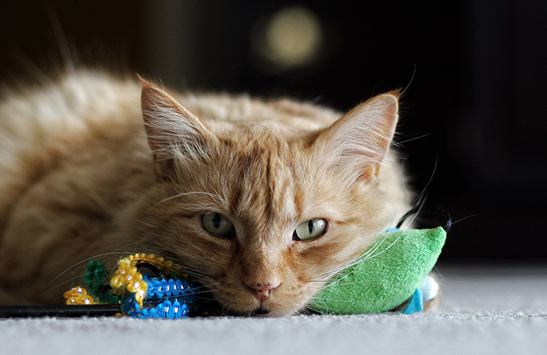 Cat toy