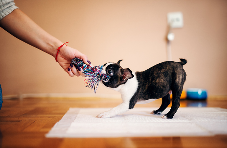 Pull toy