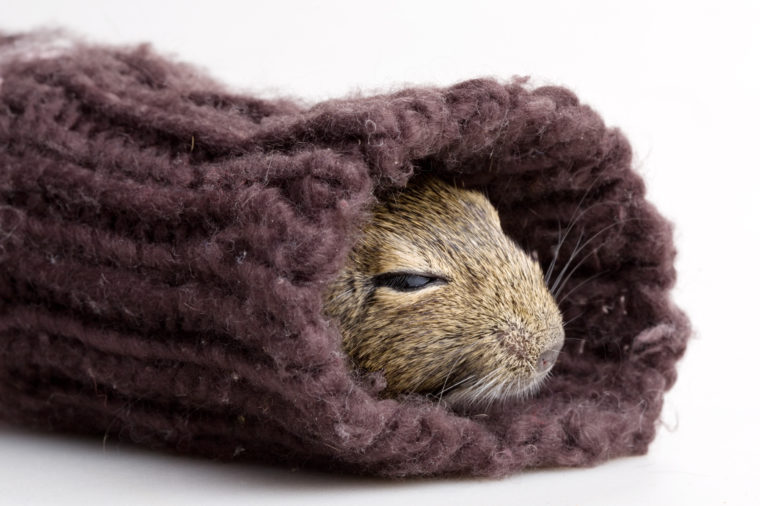 Hamster sleeping bag