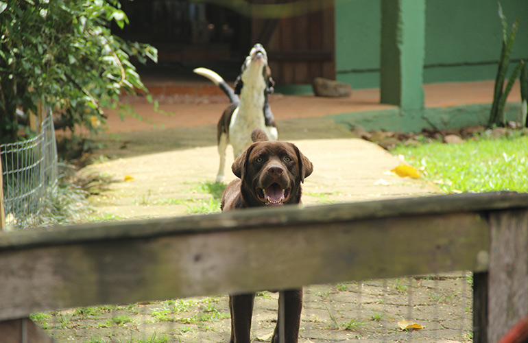Barking