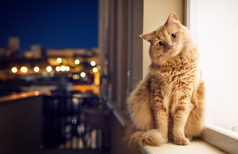 Cats are nocturnal