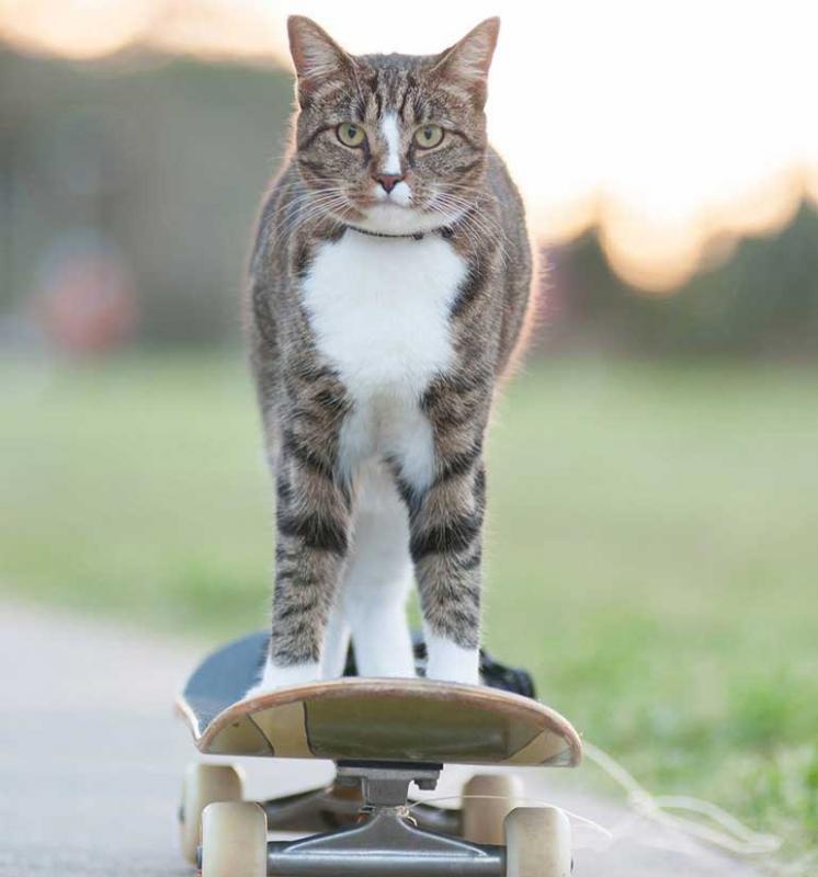 Cats are not trainable