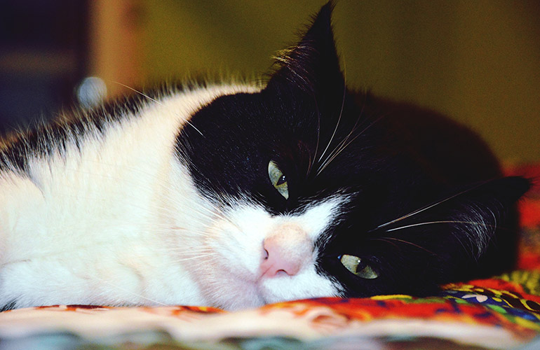 Cats are low maintenance pets