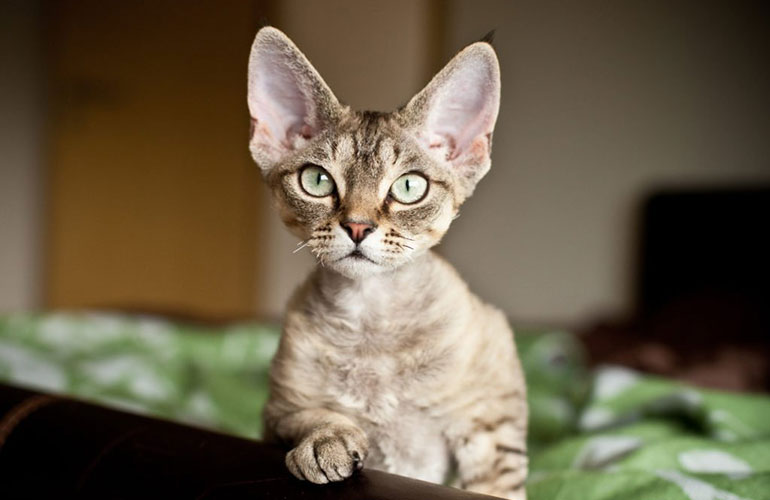 Devon Rex