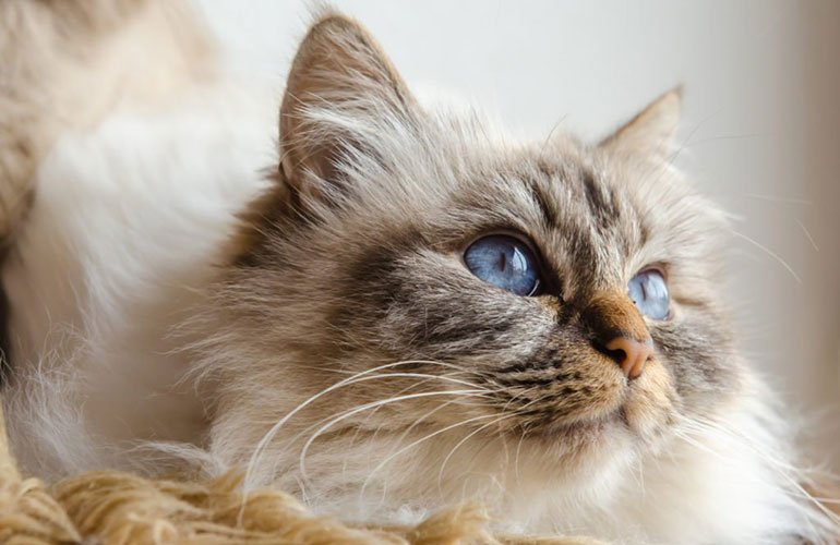 Birman