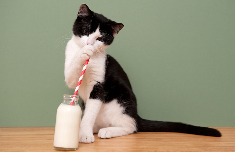Milk is a great treat for cats